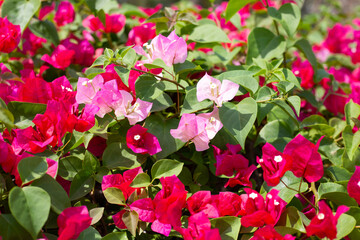 Beautiful bougainvillea flowers with green leaves