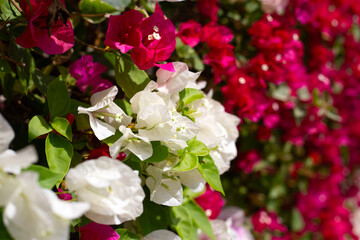 Beautiful bougainvillea flowers with green leaves