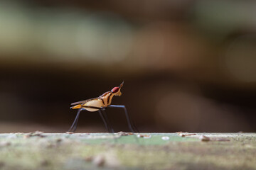 Banana Stalk Flies with long legs