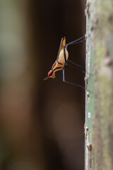 Banana Stalk Flies with long legs