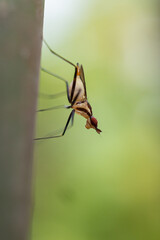 Banana Stalk Flies with long legs