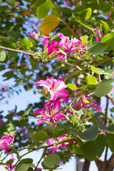Bauhinia purpurea tree with pink flower