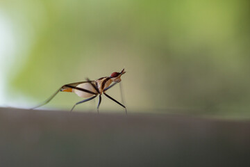 Banana Stalk Flies with long legs