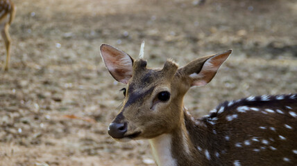 Young Chital deer or Cheetal deer or Spotted deer or axis deer in the nature reserve or zoo park.