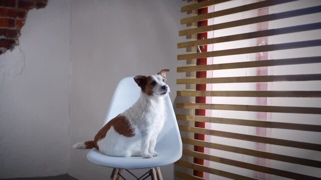 the dog on a chair sitting by the window. Jack Russell Terrier in creative workshop