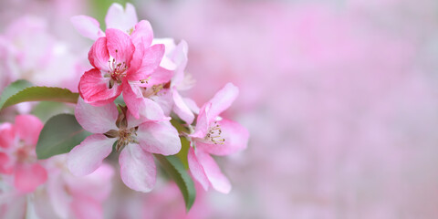 Soft focus. Malus floribunda on natural background with place for text. Blossom pink apple tree flowers in springtime. Japanese apple tree. Cherry blossoms in full bloom. Blooming tree in the garden