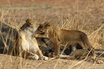lioness with cub lying on the ground