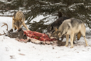 Wolves (Canis lupus) Take Bites Out of Body of White-Tail Deer Winter