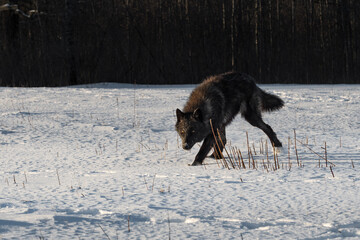 Naklejka premium Black-Phase Grey Wolf (Canis lupus) Runs Looking Out in Field Next to Dark Woods Winter