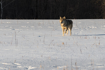 Grey Wolf (Canis lupus) Walks Forward in Field Space to Left Winter