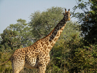 giraffe in the savannah looking into camera