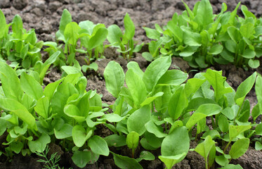 In the open ground in the garden grows sorrel.