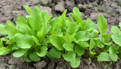 In the open ground in the garden grows sorrel.