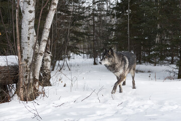 Fototapeta na wymiar Black-Phase Grey Wolf (Canis lupus) Walks Near Birch Trees and Log Winter