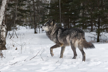 Black-Phase Grey Wolf (Canis lupus) Stands Looking Up to Right One Paw Up Winter