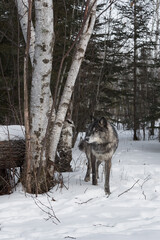 Black-Phase Grey Wolf (Canis lupus) Steps Around Birch Trees Winter