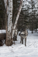 Fototapeta na wymiar Black-Phase Grey Wolf (Canis lupus) Steps Around Birch Trees Winter