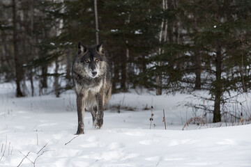 Black-Phase Grey Wolf (Canis lupus) Steps Forward Out of Woods Space to Right Winter