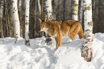 Obraz premium Coyote (Canis latrans) Stands in Snow Amidst Birch Trees Winter