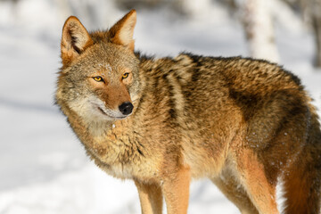 Naklejka na ściany i meble Coyote (Canis latrans) Looks Back to Right Winter