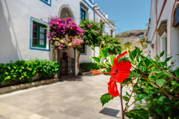 Bougainvillea flowers growing in the streets of Puerto de Mogan. Gran Canaria, Spain