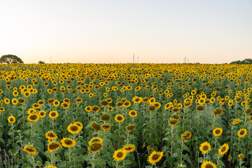 Fototapeta premium Sunflowers