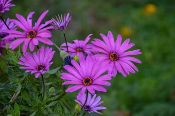 Fototapeta premium Flores Moradas