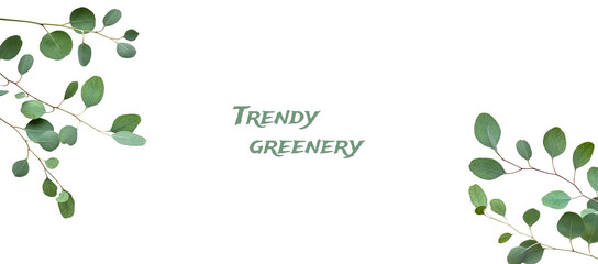 Eucalyptus twigs, panoramic banner isolated on white background. Sample text, caption trendy greenery. delicate grey green silver dollar eucalyptus leaves, copy-space, text space. Flat lay overhead.