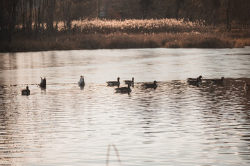 ducks on the lake