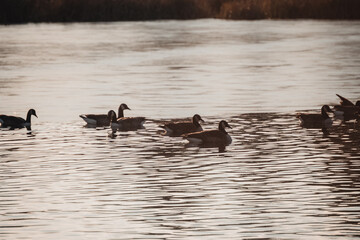 ducks on the lake
