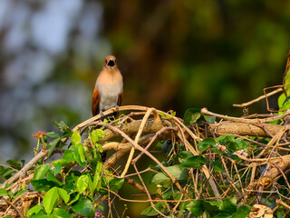 Little Cuckoo perched on a branch and calling in morning sunlight in Pantanal, Brazil