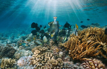 Various tropical fish on a coral reef with sunlight underwater, Pacific ocean, French Polynesia