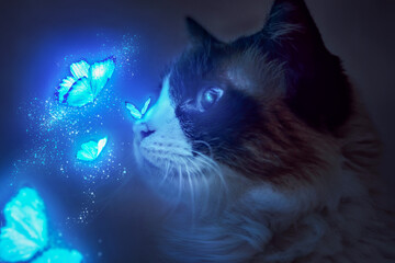 Cat playing with blue glowing butterflies. Neon butterflies. Gato brincando com borboletas...