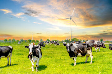 Milchkühe auf der Weide in Front von Windkraftanlagen 