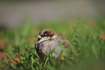 House sparrow (Passer domesticus) sitting in the green grass, Poland