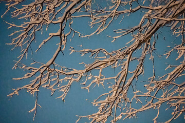 branches of a tree in winter
