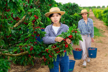 Asian female farmers doing gardening with buckets full of red cherry