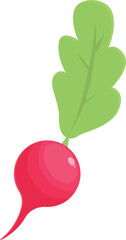 Radish icon cartoon vector. Food plant. Agriculture salad