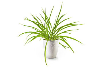 Spider plant (Chlorophytum comosum), an evergreen perennial with long green leaves potted as indoor plant in a porcelain planter, isolated on a white background, copy space
