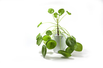 Chinese money plant (Pilea peperomioides) with green round leaves and a long stem, potted in a porcelain planter, freshly sprayed with water, isolated on a white background, copy space