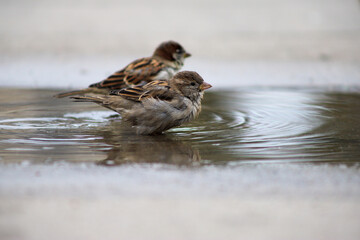 House sparrows (Passer domesticus) bathing in a puddle, Warsaw, Poland