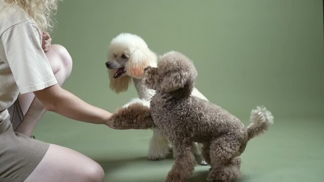 Funny active dogs give a paw to the owner. happy small poodles on green background