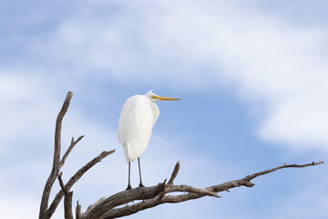 Great Egret in Old Tree in Arizona Desert