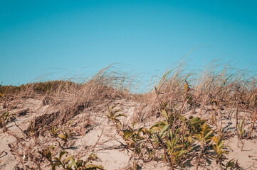 grass and sky