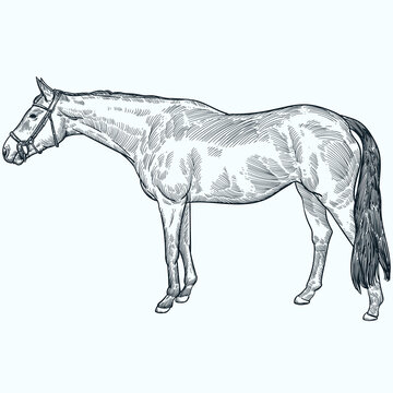 Vintage hand drawn sketch Irish sport horse