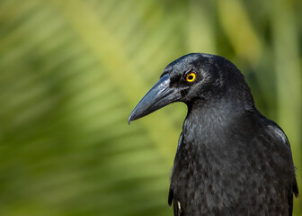 Currawong, a crow like bird in Australia