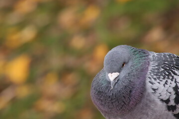 Feral pigeon (Columba livia forma urbana) - portrait of treet pigeon in autumnal scenery, Poland