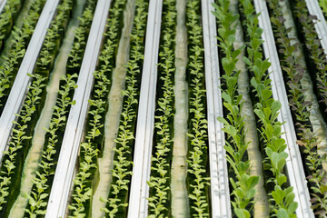Hydroponic lettuce in hydroponic pipe. plants using mineral nutrient solutions in water without...