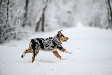 Fototapeta na wymiar male Australian shepherd puppy playing in the snow