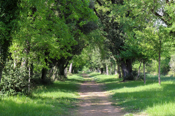 Charente-Maritime - Saint-Porchaire - Belle allée de feuillus